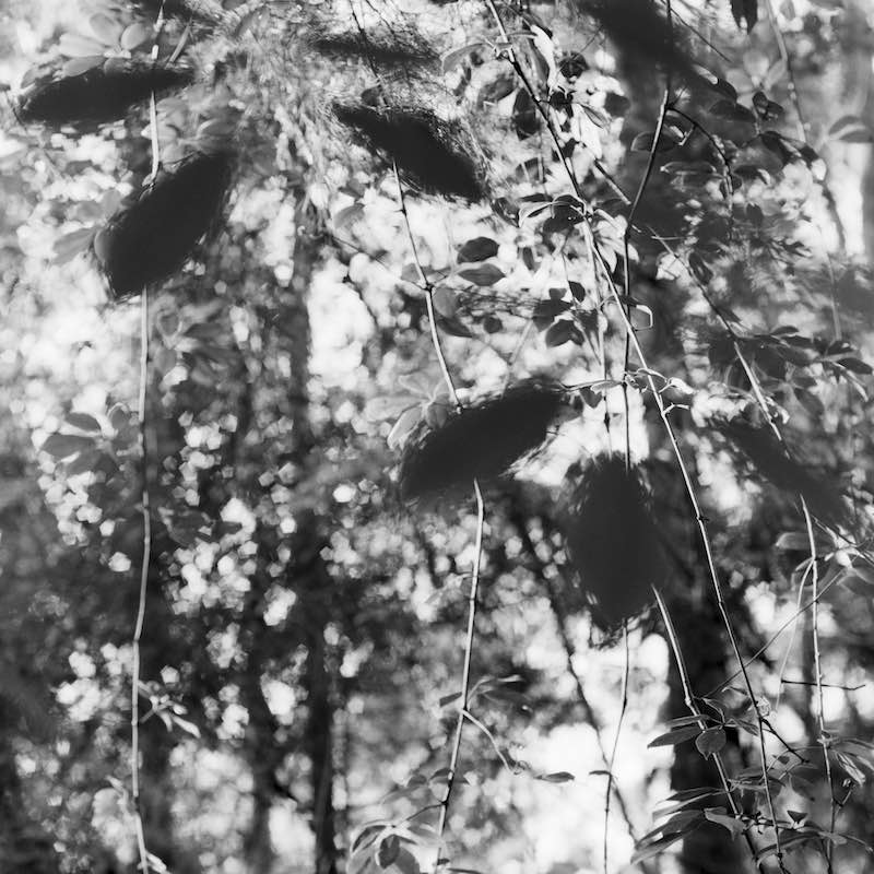 Cheryl Leonard - Thalassa